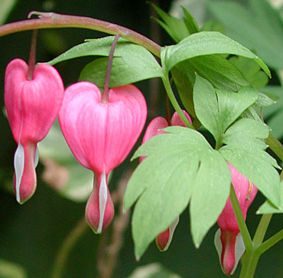 dscn1037177.jpg