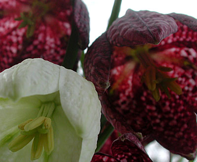 dscn1037205.jpg