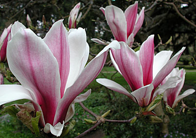 dscn1037230.jpg