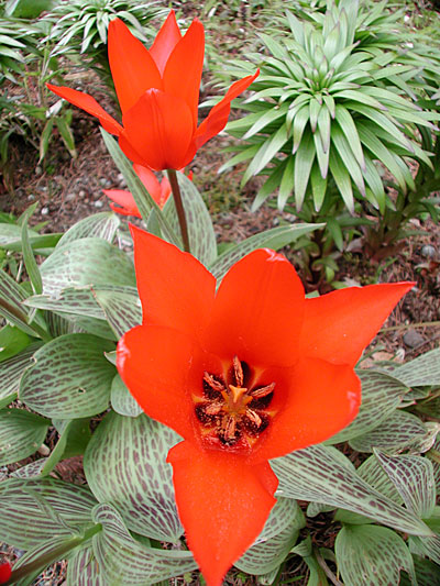 dscn1037243.jpg