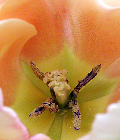 dscn1037257tall.jpg