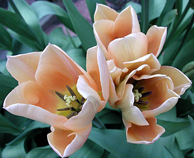 dscn1037259.jpg