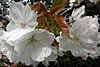 dscn1037157.jpg