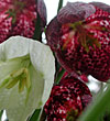 dscn1037204.jpg