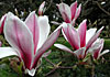 dscn1037230.jpg