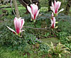 dscn1037232.jpg