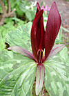 dscn1037236.jpg