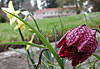 dscn1037246.jpg
