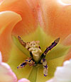 dscn1037257tall.jpg