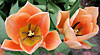 dscn1037258.jpg
