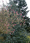 dscn1037271.jpg