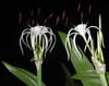 dscn0112260.jpg