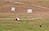 FF1071589.jpg